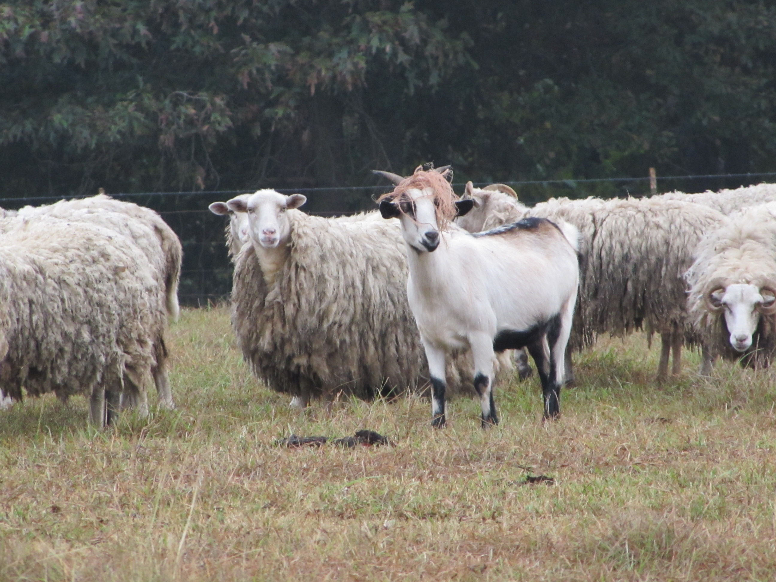 Купить алтайских овец. Горноалтайская порода овец. Овцеводство в Алтайском крае. Новоалтайская порода овец. Горно Алтайская порода овец.